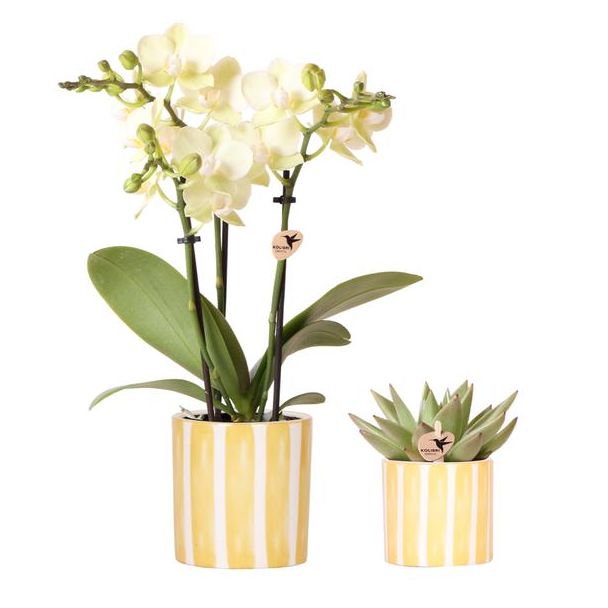 Kado Tip! Gif Set van gele orchidee Mexico  Ø9cm, Groene Succulent Ø6cm,Painted Stripe Sierpot,