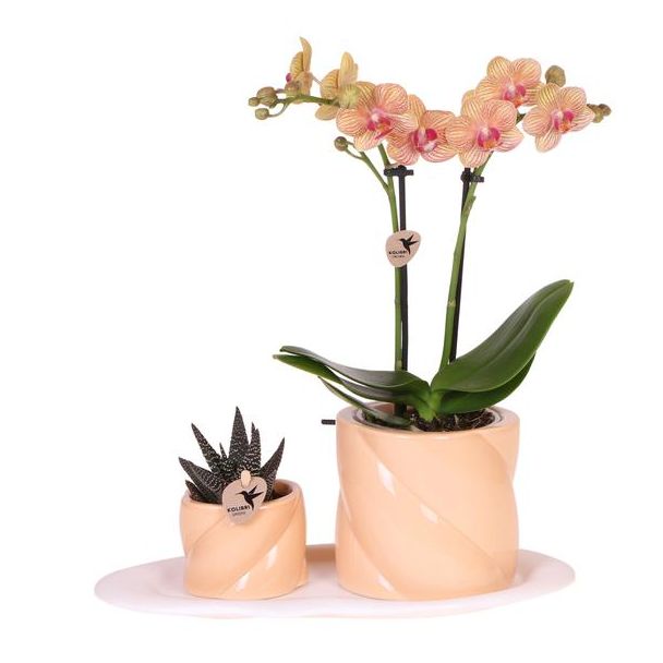 Tip! Gift set Optimism small peach ,Oranje Orchidee  Ø9cm, Groene Succulent Ø6cm, Candy sierpotten,  Wit Organisch Dienblad