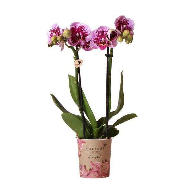 2 stuks Roze Paarse Vlinderpracht: Amabilis Orchidee in Ø9cm Pot, Vlinderorchidee