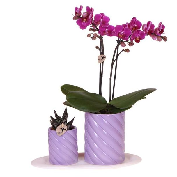 Kado Tip! Gift set Optimism small lila ,Oranje Orchidee  Ø9cm, Groene Succulent Ø6cm, Candy sierpotten,  Wit Organisch Dienblad