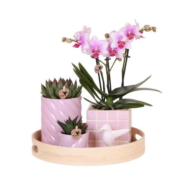 Tip! Gift set Colourful Optimism Roze ,Oranje Orchidee  Ø9cm, Groene Succulent Ø6cm, Keramieken Sierpotten , Decoratieschaal van Bamboe