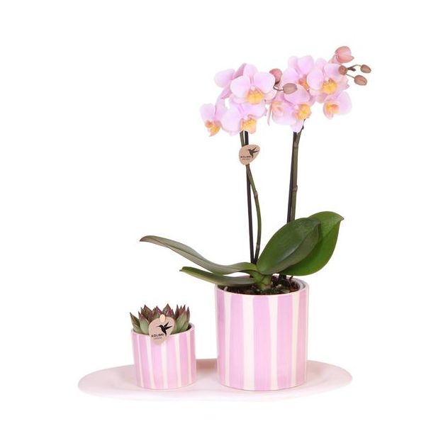 Gift set Mediterranean Sunset small , Roze Vlinder Orchidee  Andorra, in Painted Stripe Sierpot  Potmaat 09cm,  Groene plant Painted Stripe, Potmaat 06cm, Ovaal Wit Dienblad,