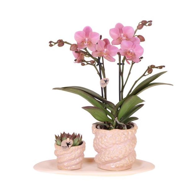 De Octopus Gift Set Small,  1x Groene plant en 1x Oudroze Vlinder Orchidee in Octopus Roze Sierpotten op Organisch Dienblad, Phalaenopsis Orchidee