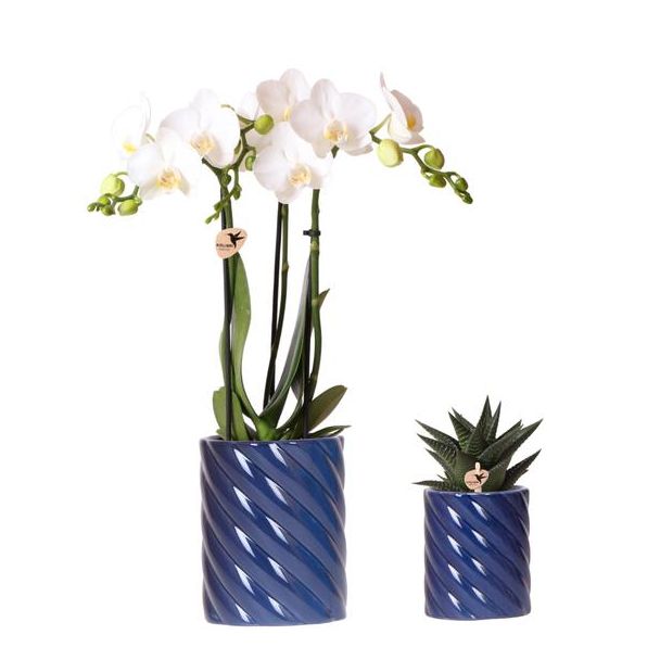 Stijlvolle Duo Plantenset, 1x Witte Vlinder Orchidee Amabilis en 1x Succulent, Candy Sierpotten Blauw , Potmaat Ø9cm & Ø6cm, Bloeiende Kamerplant