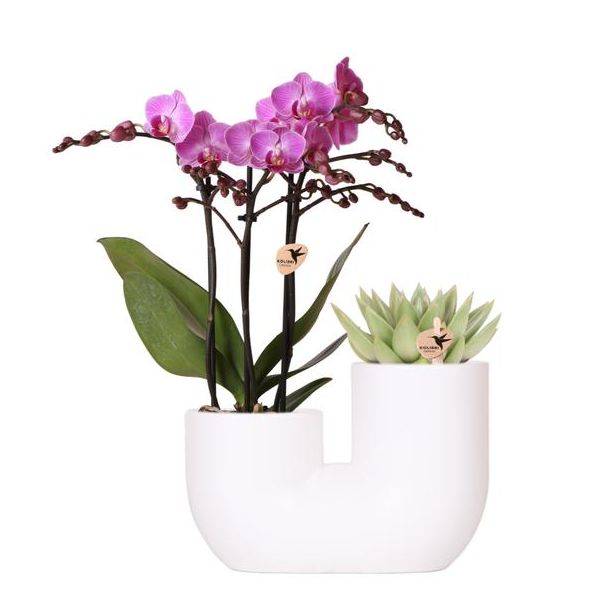 Stijlvolle Duo Plantenpot Tube Sierpot Wit,Set van 1 Roze Vlinder Orchidee Vienna en 1 Succulent,  potmaat Ø9cm, Bloeiende Kamerplant