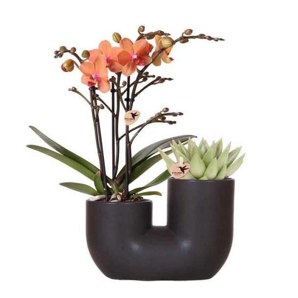 Stijlvolle Duo Plantenpot Tube Sierpot Black,Set van 1 Oranje Vlinder Orchidee Bolzano en 1 Succulent,  potmaat Ø9cm, Bloeiende Kamerplant