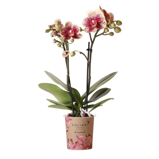 2 stuks Geel rode Vlinderpracht: Amabilis Orchidee in Ø9cm Pot, Vlinderorchidee