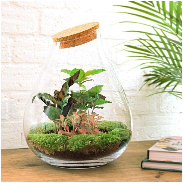 DIY terrarium - Drop XL Rood - ↕ 37 cm - Normal