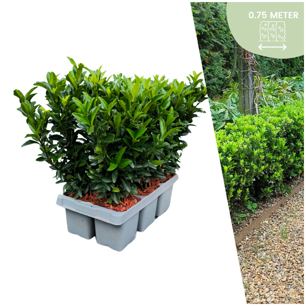 6 x Kardinaalsmuts 'Green Spire' - buxus alternatief / vervanger 6x Ø 7 cm - ↨ 15 cm