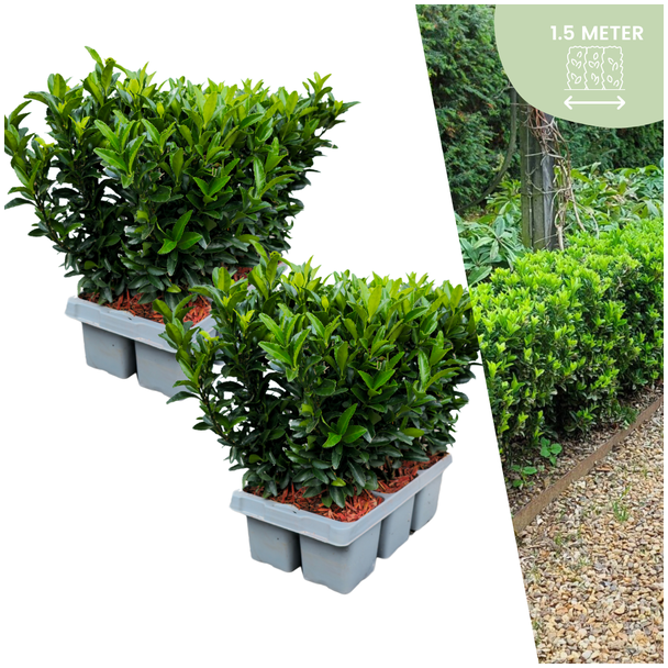 12 x Kardinaalsmuts 'Green Spire' - buxus alternatief / vervanger 12Ø 7 cm - ↨ 15 cm