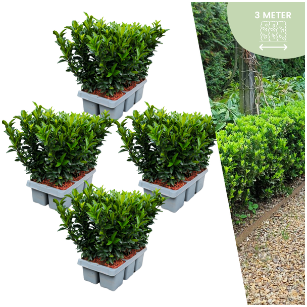 24 x Kardinaalsmuts 'Green Spire' - buxus alternatief / vervanger 24x Ø 7 cm - ↨ 15 cm