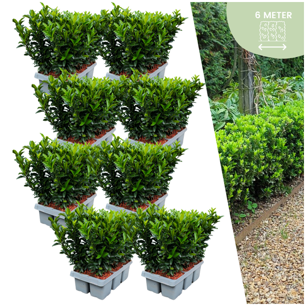 48 x Kardinaalsmuts 'Green Spire' - buxus alternatief / vervanger 48 x Ø 7 cm - ↨ 15 cm