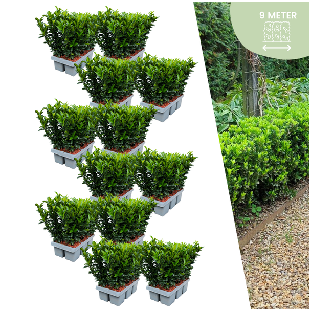 72 x Kardinaalsmuts 'Green Spire' - buxus alternatief / vervanger 72 x Ø 7 cm - ↨ 15 cm