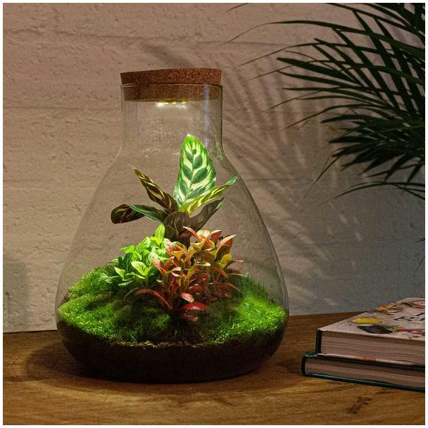 DIY terrarium - Sam Calathea with Light - ↕ 30 cm - Normal