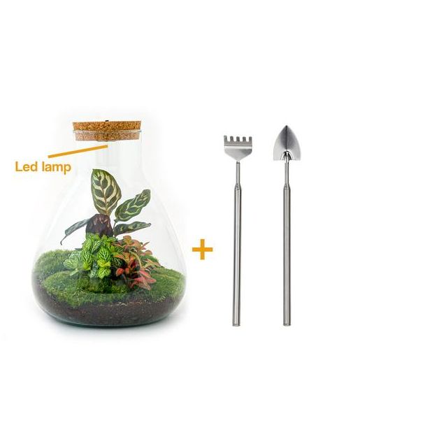 DIY terrarium - Sam Calathea with Light - ↕ 30 cm - Rake + Shovel