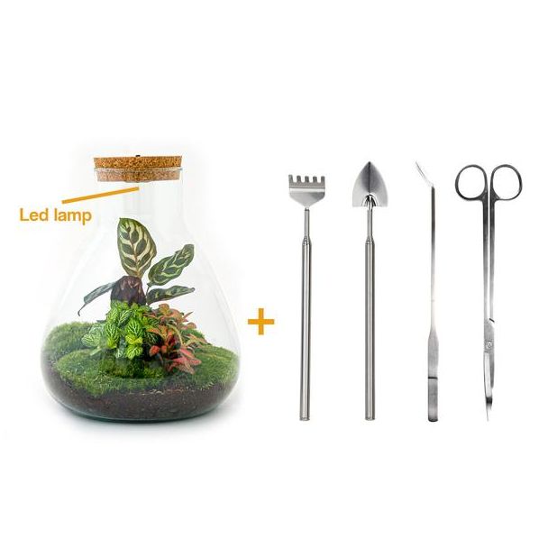 DIY terrarium - Sam Calathea with Light - ↕ 30 cm - Rake + Shovel + Tweezer + Scissors