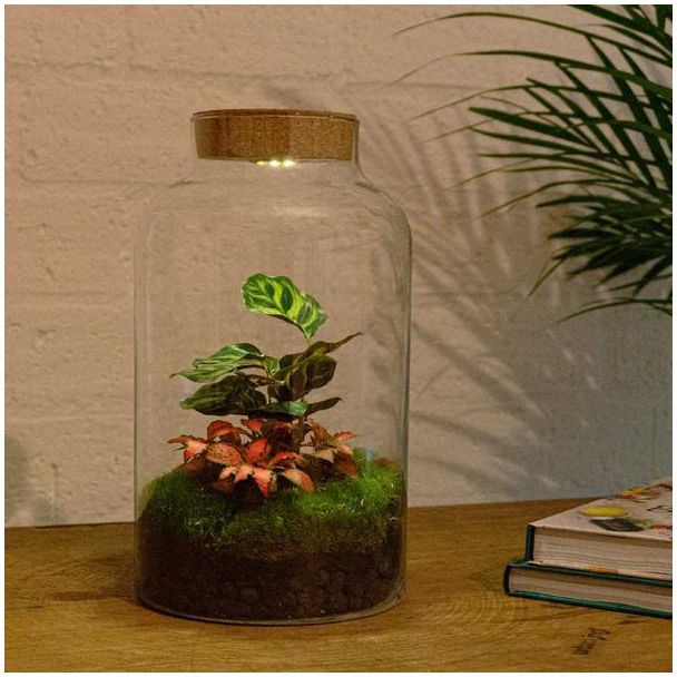 DIY terrarium - Milky Calathea with Light - ↕ 31 cm - Normal