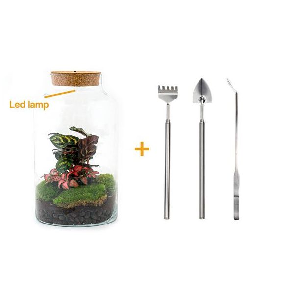 DIY terrarium - Milky Calathea with Light - ↕ 31 cm - Rake + Shovel + Tweezer