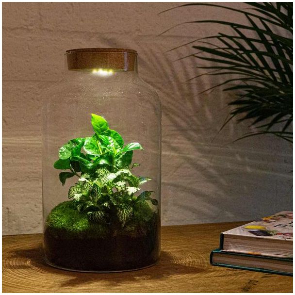 Planten Terrarium met Verlichting - Milky Coffea - ↕ 31 cm - Zelfbouw