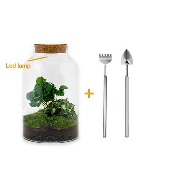 Planten Terrarium met Verlichting - Milky Coffea - ↕ 31 cm - Zelfbouw met hark, schep