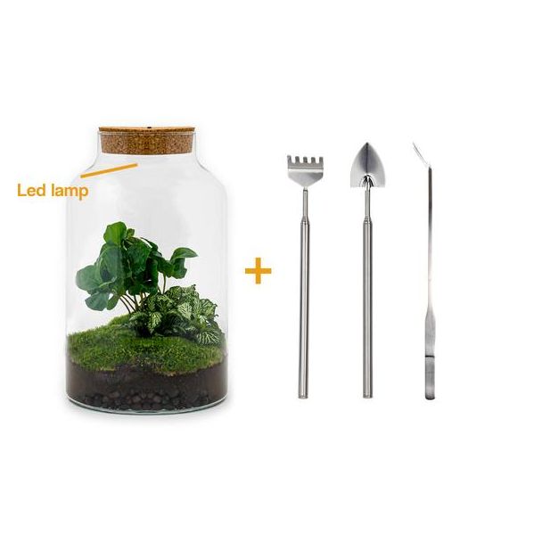 Planten Terrarium met Verlichting - Milky Coffea - ↕ 31 cm - Zelfbouw met hark, schep, pincet