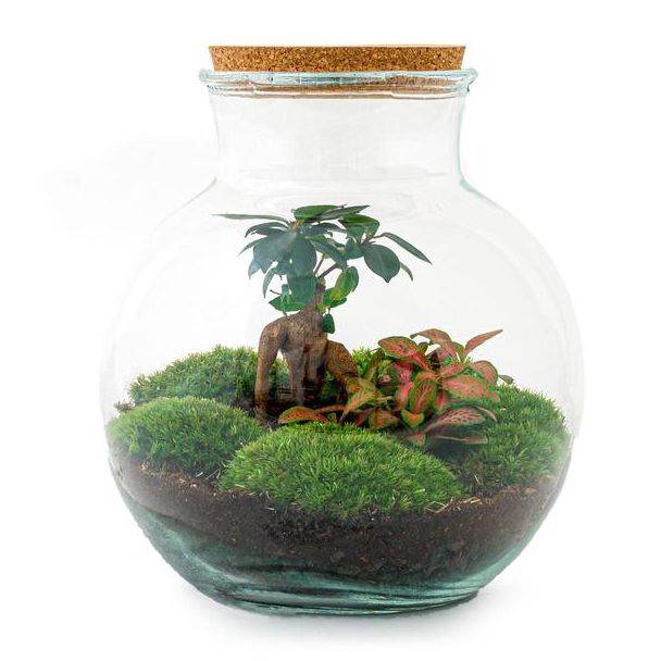 Glazen Plantenbak! - Teddy Bonsai - ↕ 26,5 cm - DIY