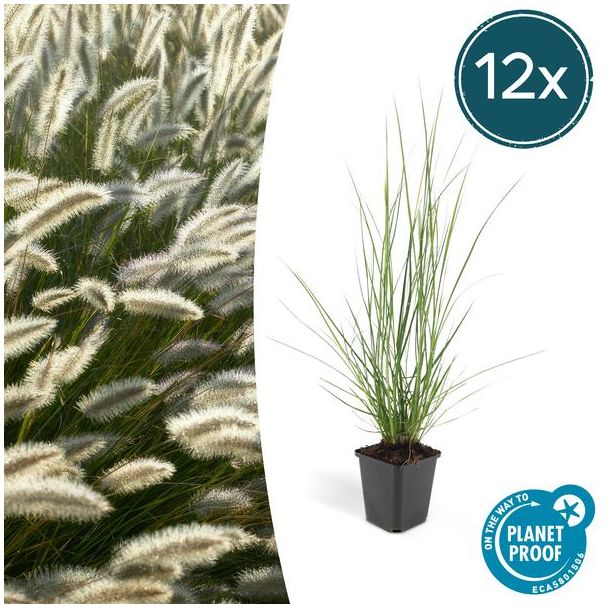 12x Lampenpoetsergras 'Hameln' (Pennisetum alopecuroides 'Hameln') - siergras