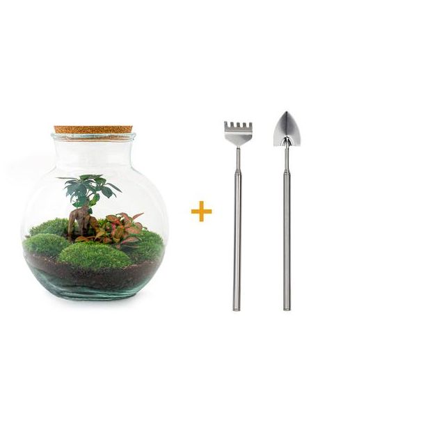 Glazen Plantenbak! - Teddy Bonsai - ↕ 26,5 cm - DIY  - met hark, schep