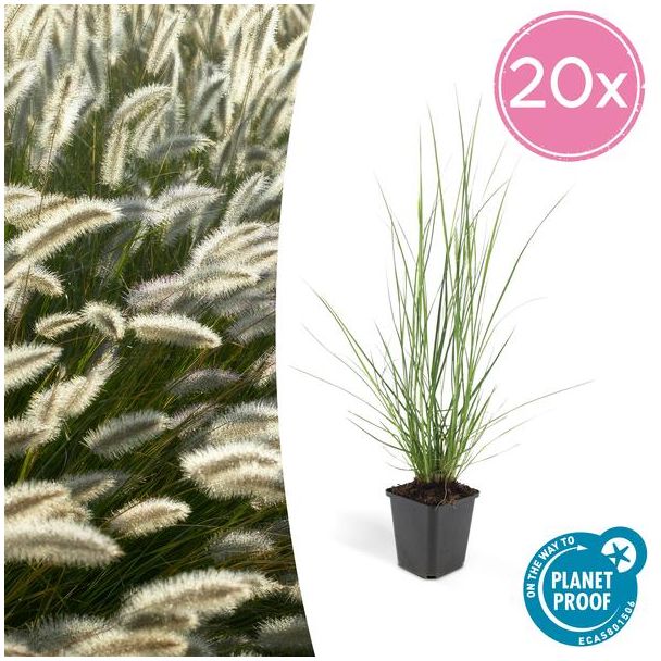 20x Lampenpoetsergras 'Hameln' (Pennisetum alopecuroides 'Hameln') - siergras