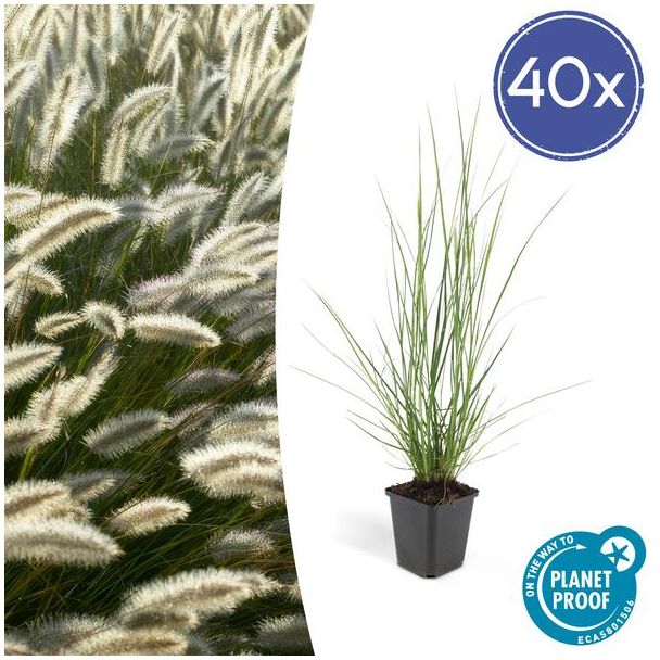 40x Lampenpoetsergras 'Hameln' (Pennisetum alopecuroides 'Hameln') - siergras