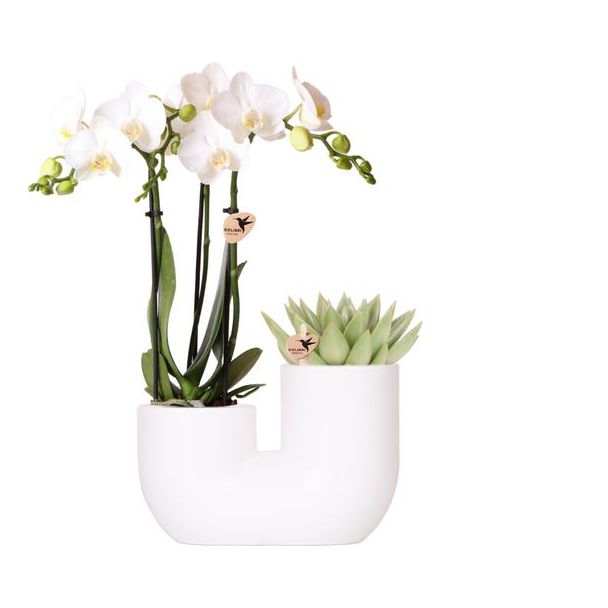 Combi Set, Kado Tip, Tube Sierpot Wit met Witte VlinderOrchidee Amabilis + Succulent, potmaat Ø9cm