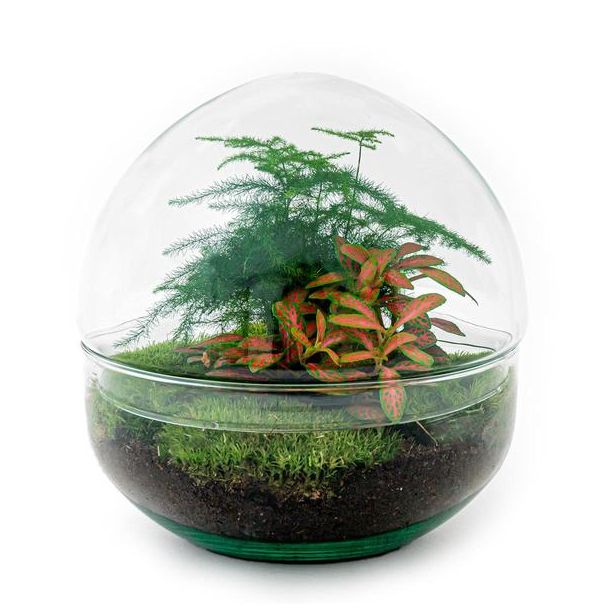 Doe-het-zelf plantenterrarium - Dome Red - Hoogte 20 cm