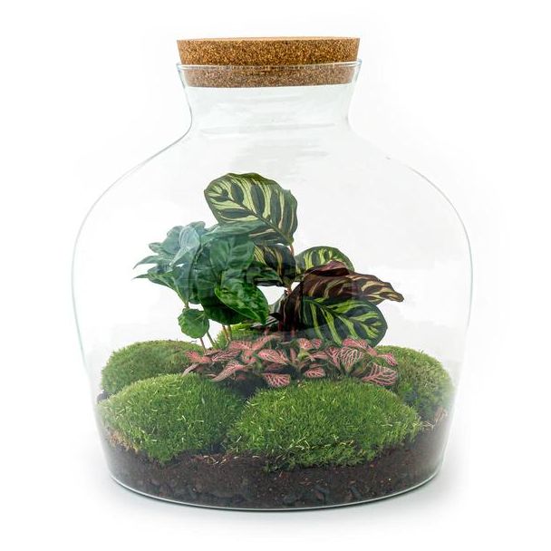 Doe-het-zelf plantenterrarium - koffieplantje, Calathea, Fittonia , bolmossen  en benodigdheden- Hoogte 30 cm