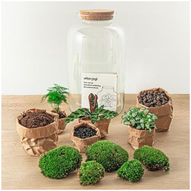 Zelfbouw planten terrarium - Botanische XL pot - 43 x 23 cm - Met planten en toebehoren