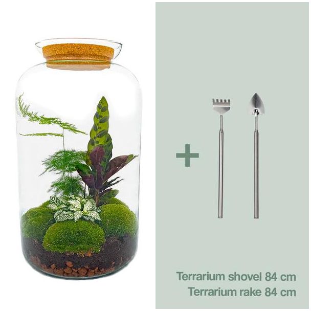 Zelfbouw planten terrarium - Botanische XL pot - 43 x 23 cm - Met planten en toebehoren inc hark en schep