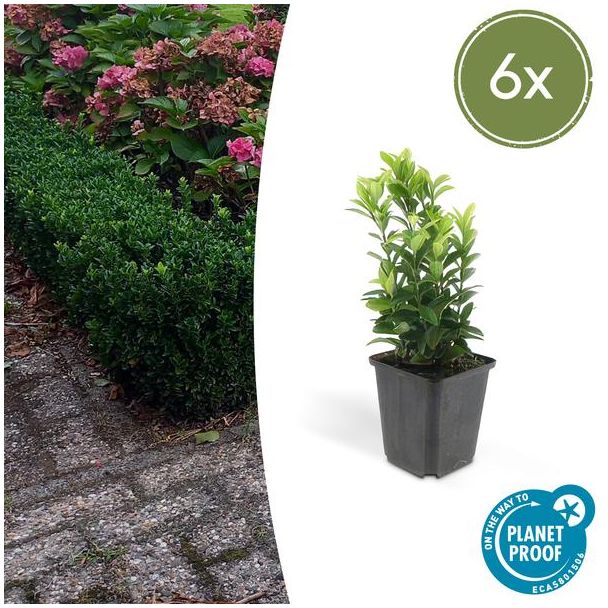 6x Japanse kardinaalsmuts 'Green Spire' - Euonymus - Ideale Haag plant - ↕15 cm - Ø9cm