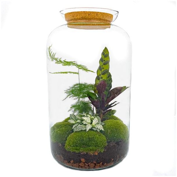 Zelfbouw planten terrarium - Botanische XL pot - 43 x 23 cm - Met planten en toebehoren met hark, schep, pincet en schaar