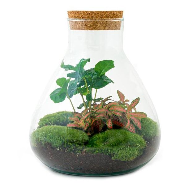 Cadeau Tip: Zelfbouw Planten Terrarium - Sammie Coffea - koffieplant  - ↕ 27 cm - DIY