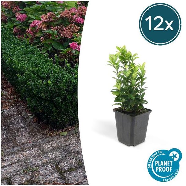 12x Japanse kardinaalsmuts 'Green Spire' - Euonymus - Ideale Haag plant - ↕15 cm - Ø9cm