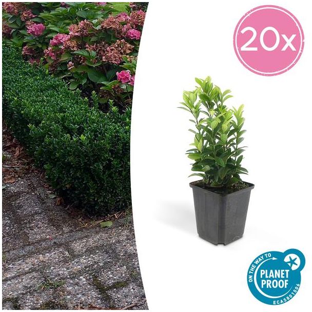 20x Japanse kardinaalsmuts 'Green Spire' - Euonymus - Ideale Haag plant - ↕15 cm - Ø9cm