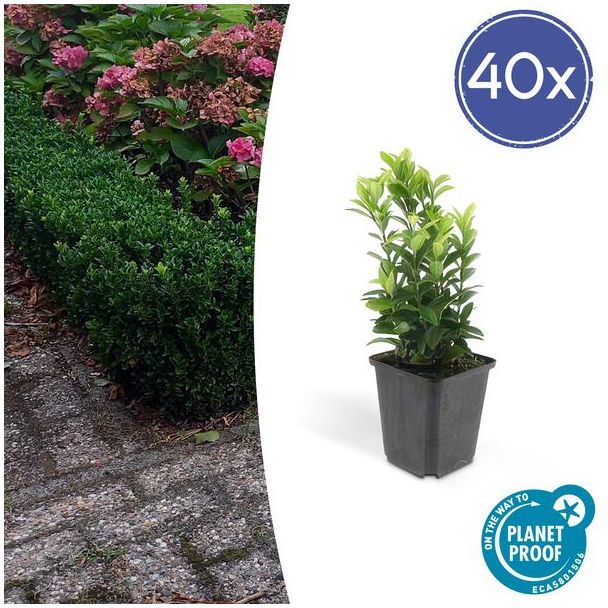 40x Japanse kardinaalsmuts 'Green Spire' - Euonymus - Ideale Haag plant - ↕15 cm - Ø9cm