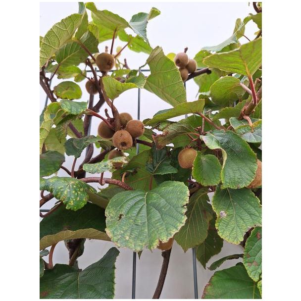 Actinidia deliciosa  Jenny  - Kiwi - Kant-en-Klaar Haag - 120 x 180 cm