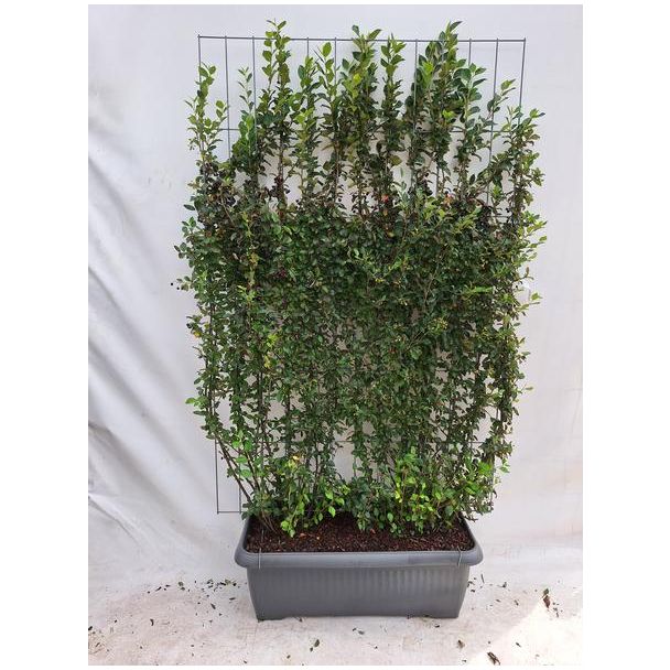 Cotoneaster lucidus - Dwergmispel - Kant-en-Klaar Haag - 120 x 180 cm