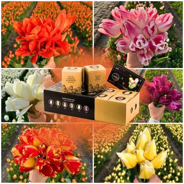 Grote tulpenbollen mix - 6 verschillende tulpen - 90 tulpenbollen - Nederlandse tulpen