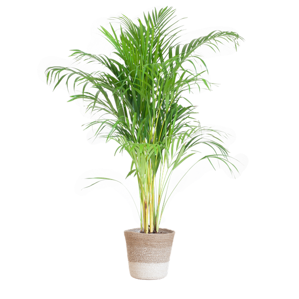 Areca Palm (Dypsis) met Lissabon mand wit - 100cm - Ø21