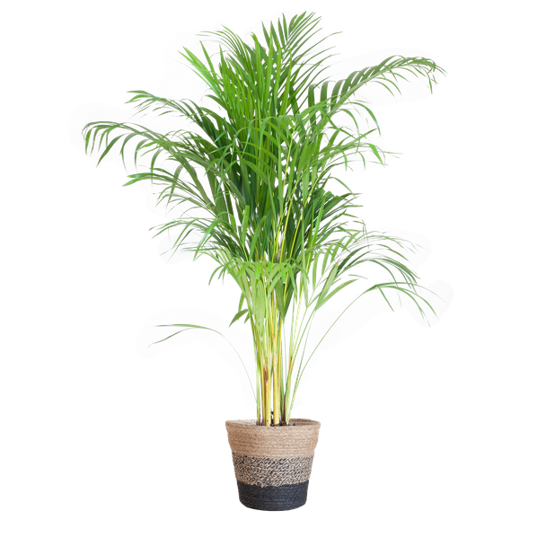 Areca Palm (Dypsis) met Lissabon mand zwart - 100cm - Ø21