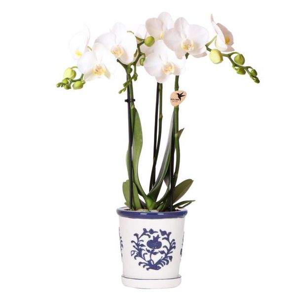 Bloeiende Kamerplant, Witte Vlinder Orchidee Amabilis in Malaga sierpot Blauw,  Potmaat Ø9cm,