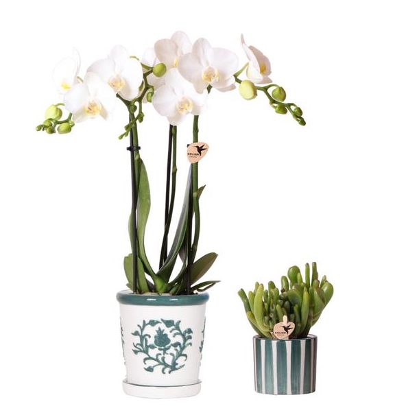 Bloeiende Kamerplant,Set van Witte Phalaenopsis Orchidee Amabilis in Malaga pot potmaat Ø9cm, Succulent in Painted Stripe pot Groen Ø6cm