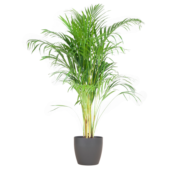 Areca Palm (Dypsis) mit Viber Grijs - 100cm - Ø21