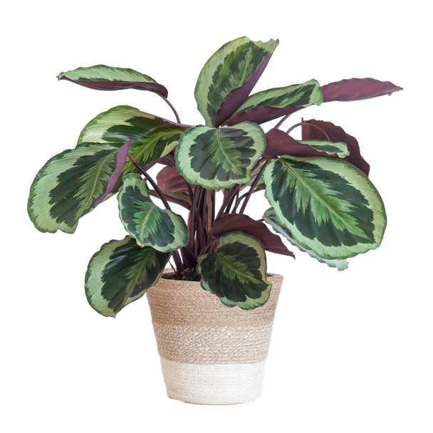 Calathea Medaillon met Lissabon mand wit - 65cm - Ø19